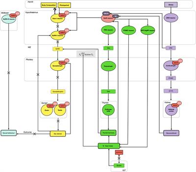 Gonadotropin Inhibitory Hormone and Its Receptor: Potential Key to the Integration and Coordination of Metabolic Status and Reproduction